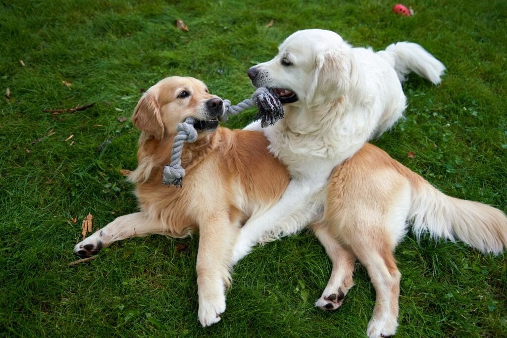 Two dogs playing tug of war with each other